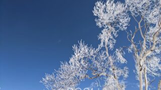 揺れる樹氷が美しい