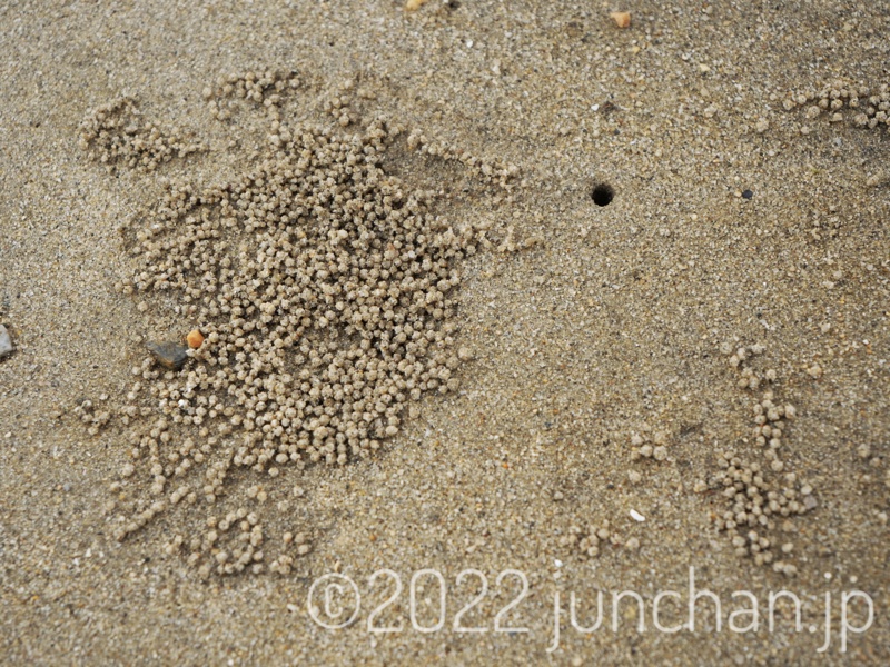 カニの巣の近くにある砂玉