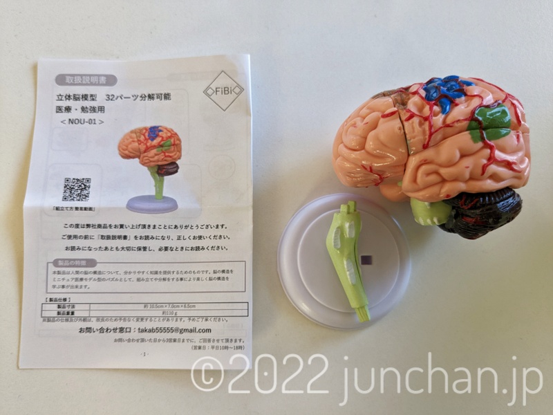 脳の模型と説明書