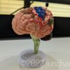 脳の模型を組み立てる