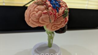 脳の模型を組み立てる
