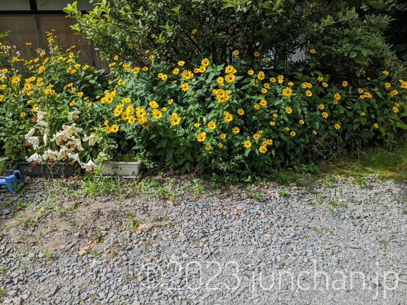 庭で黄色い花が咲いている