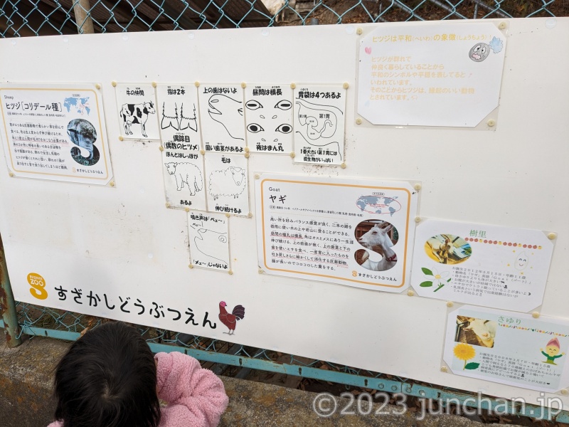 須坂市動物園 ヒツジとヤギの違いは？