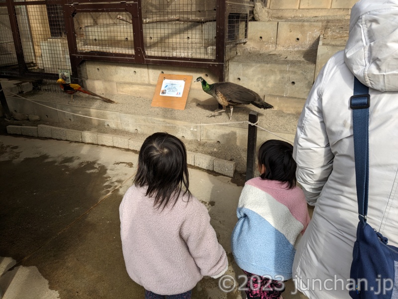 須坂市動物園 とりっこ村 トリが近くを歩いている