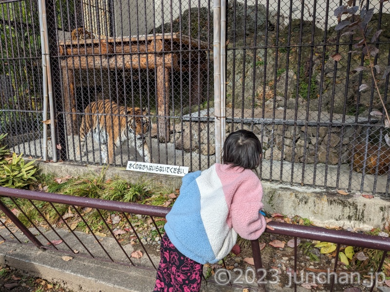 須坂市動物園 トラ