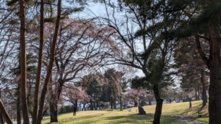 雪窓公園の桜は咲きはじめ？