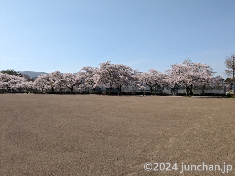 御代田町 雪窓公園 桜 満開