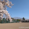 御代田町 雪窓公園の桜は満開！早朝散歩が気持ちよかった
