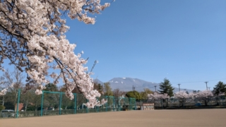 御代田町 雪窓公園 桜と浅間山