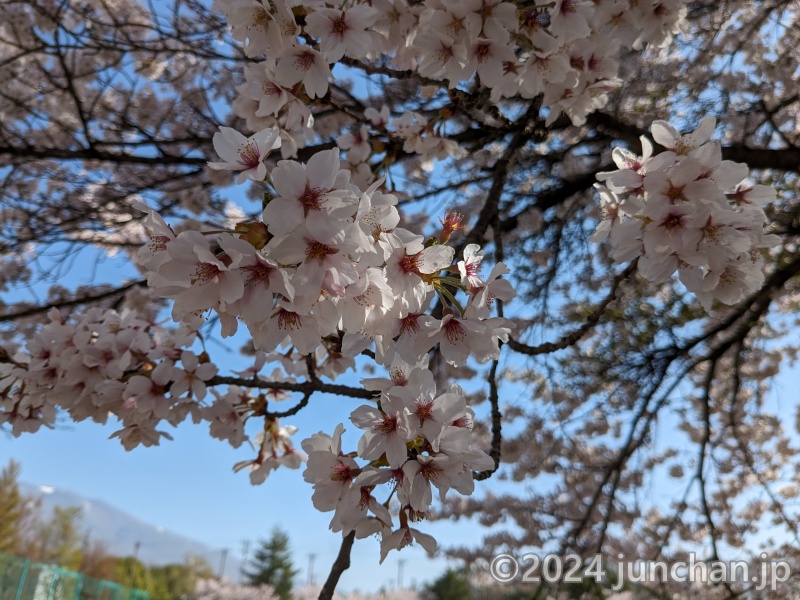 御代田町 雪窓公園 桜が満開