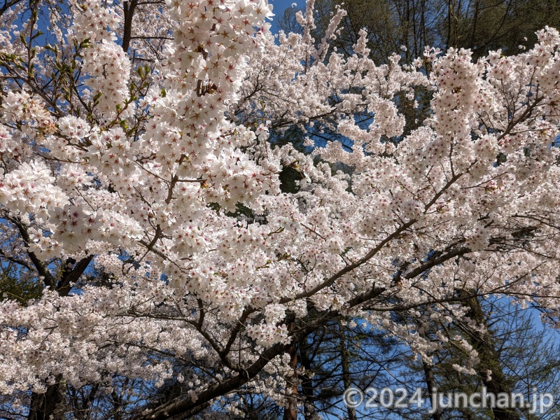 御代田町 雪窓公園 桜が満開