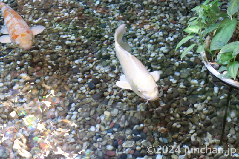 浜の湯 ラウンジ胡蝶 池を泳ぐ鯉