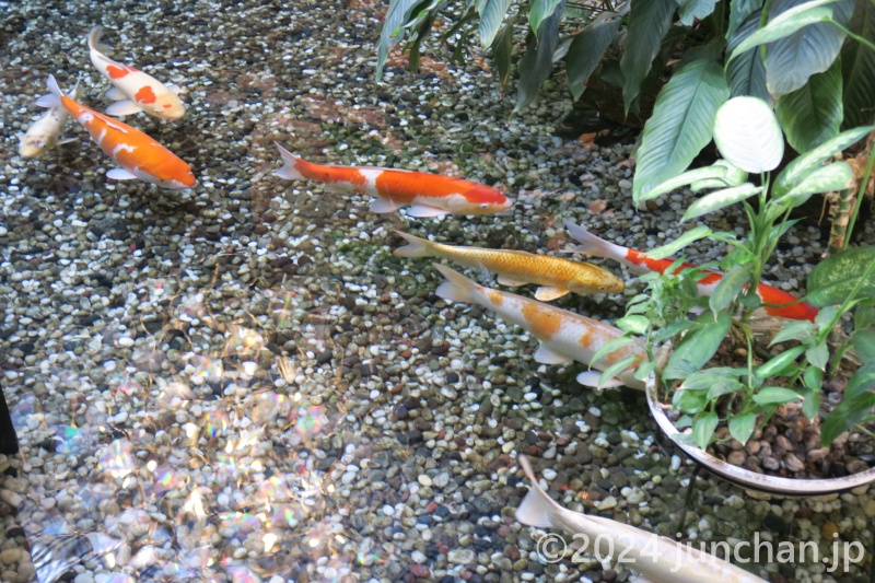 浜の湯 ラウンジ胡蝶 池を泳ぐ鯉