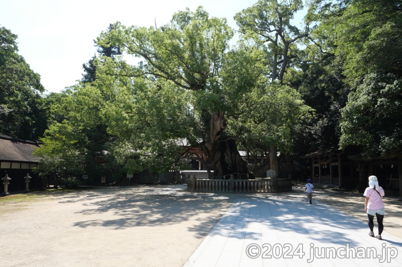 大山祇神社 大楠 (天然記念物)