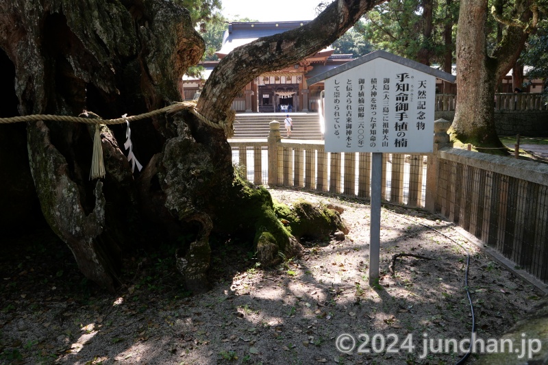 大山祇神社 大楠 (天然記念物) 乎知命御手植の楠