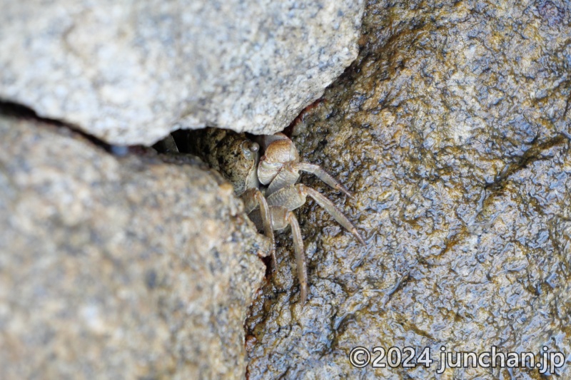 大三島 海辺でカニ発見！