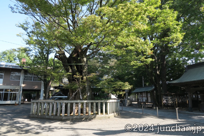 熊谷市 高城神社 御神木 ケヤキ