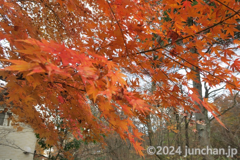 小海町 松原湖 紅葉