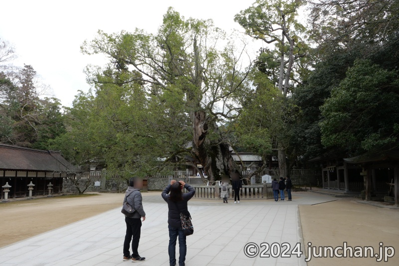 大山祇神社 大楠 (天然記念物)