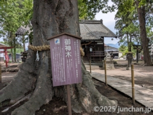 北国街道 海野宿 白鳥神社 御神木