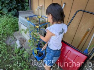 長女が小学校から持って帰ったトマト