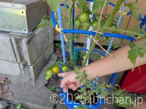 長女が小学校から持って帰ったトマト 実が色づき始めた