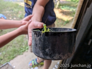 カマキリを捕まえて器に入れた