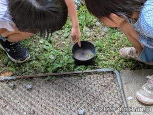 カマキリを捕まえて器に入れ、アリを投入