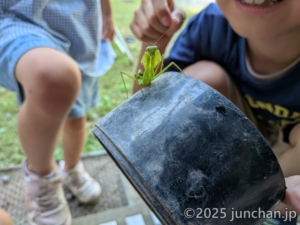 威嚇してくるカマキリ