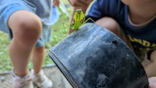 威嚇してくるカマキリ