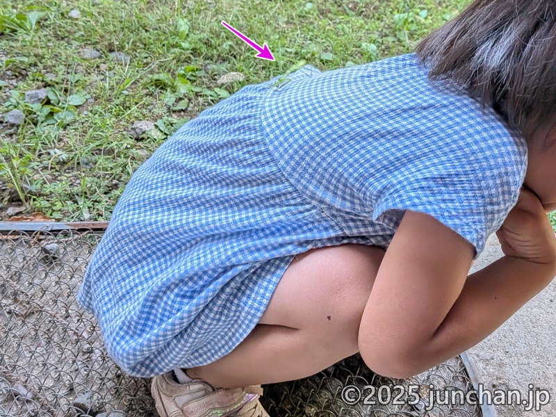 カマキリの逆襲に遭う次女