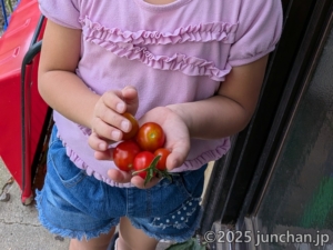 娘が育てたプチトマトを収穫する 収穫したトマト