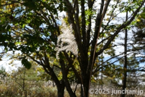 霧ヶ峰高原 ススキ