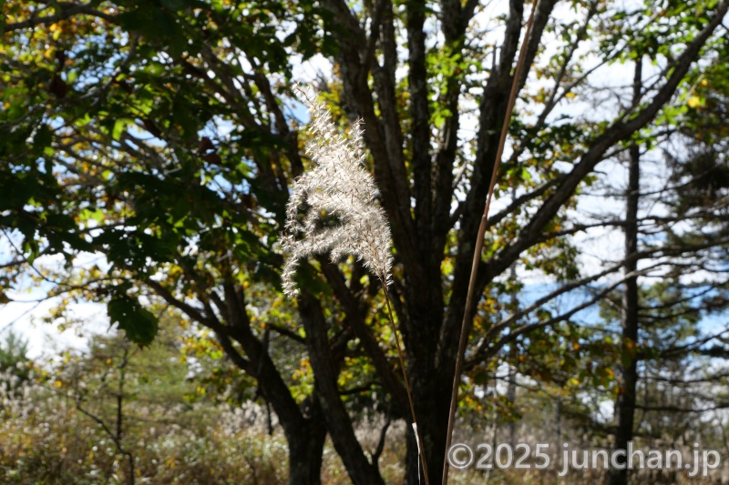 霧ヶ峰高原 ススキ