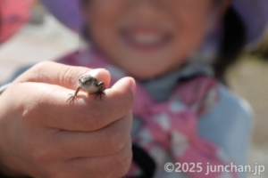 霧ヶ峰高原 トカゲを捕まえる長女