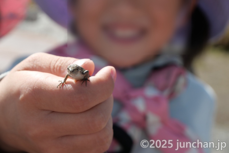 霧ヶ峰高原 トカゲを捕まえる長女