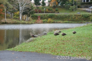 白樺湖 ボート乗り場 鴨