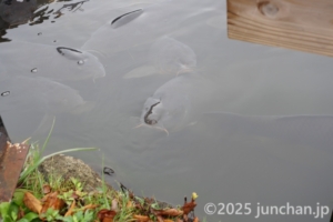 白樺湖 ボート乗り場 鯉がたくさん