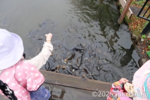 白樺湖 ボート乗り場 鯉に餌をやる子どもたち