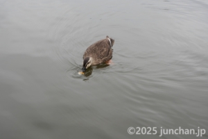 白樺湖 ボート乗り場 鴨も鯉の餌を食べる