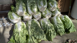 いただいた白菜たち