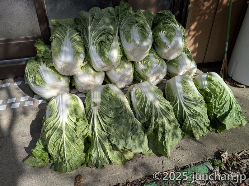 いただいた白菜たち
