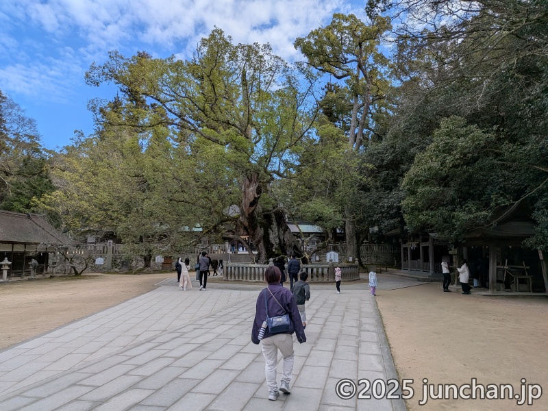 大山祇神社 楠 小千命 (おちのみこと)御手植えの楠
