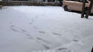 庭に雪が積もった