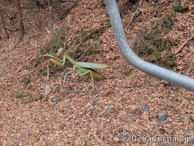 佐久スキーガーデンパラダ 南パラダ ビバーチェコース カマキリ