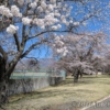 長野県 御代田町 雪窓公園 桜