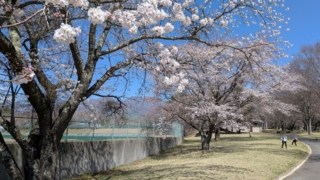 長野県 御代田町 雪窓公園 桜