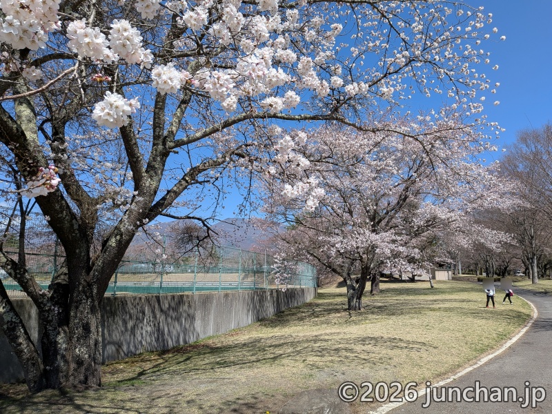 長野県 御代田町 雪窓公園 桜