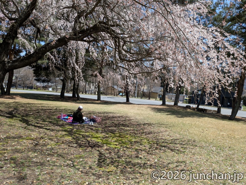 長野県 御代田町 雪窓公園 桜 花見