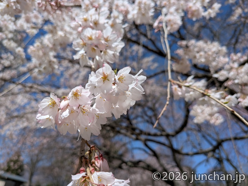 長野県 御代田町 雪窓公園 桜